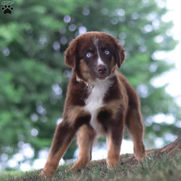 Triumph, Miniature Australian Shepherd Puppy